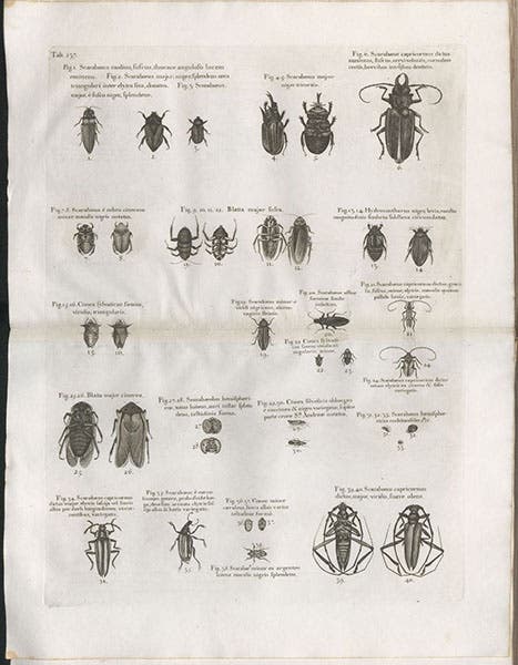 A variety of insects, including several cochineal insects, figs 31-33 (see detail below), engraving in A Natural History of Jamaica, by Hans Sloane, vol. 2, plate 237, 1707-25 (Linda Hall Library)