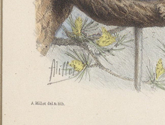 Signature of Adolphe Millot, detail of fourth image, plate 10, in Nouvelles Archives du Muséum d’Histoire Naturelle, ser. 3, vol. 10, 1898 (Linda Hall Library)