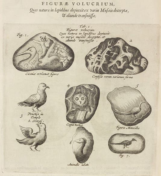 Figured stones of birds, text engraving, Athanasius Kircher, Mundus subterraneus, vol. 2, 1665 (Linda Hall Library)