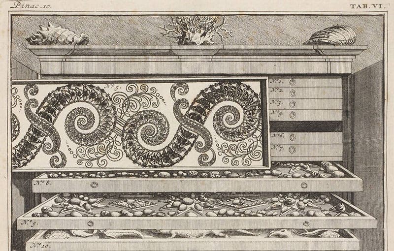 Detail of the second image; the pattern in drawer 5 of cabinet 10 is made entirely of butterflies and other insects; from Levinus Vincent, Elenchus, 1719 (Linda Hall Library)
