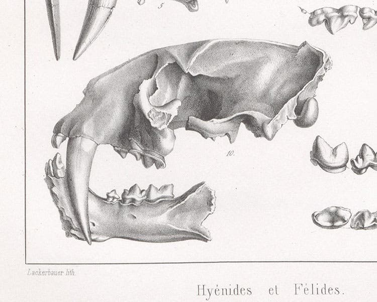 Skull of Smilodon, a sabre-tooth cat, detail of a larger plate, lithograph by Pierre Lackenbauer, in Traité de paléontologie, Atlas, by François-Jules Pictet, plate 5, 1853-57 (Linda Hall Library)