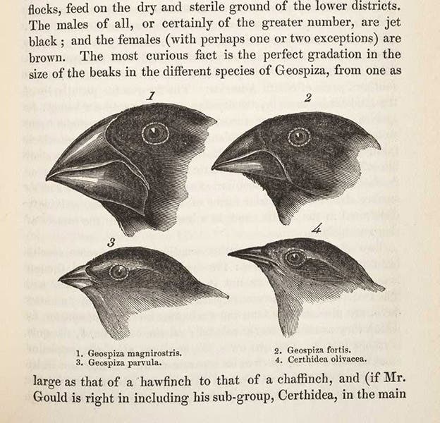 A sketch of the varying beak structure of Galapagos finches, a diagram often reproduced in discussions of Darwin’s finches, but not published until the second edition of his Journal of Reseaches, p. 379, 1845 (Linda Hall Library)