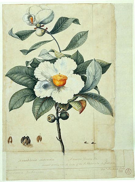 Franklinia alatamaha, the Franklin tree, by William Bartram, 1788, Fothergill Album, Natural History Museum (Wikimedia commons)