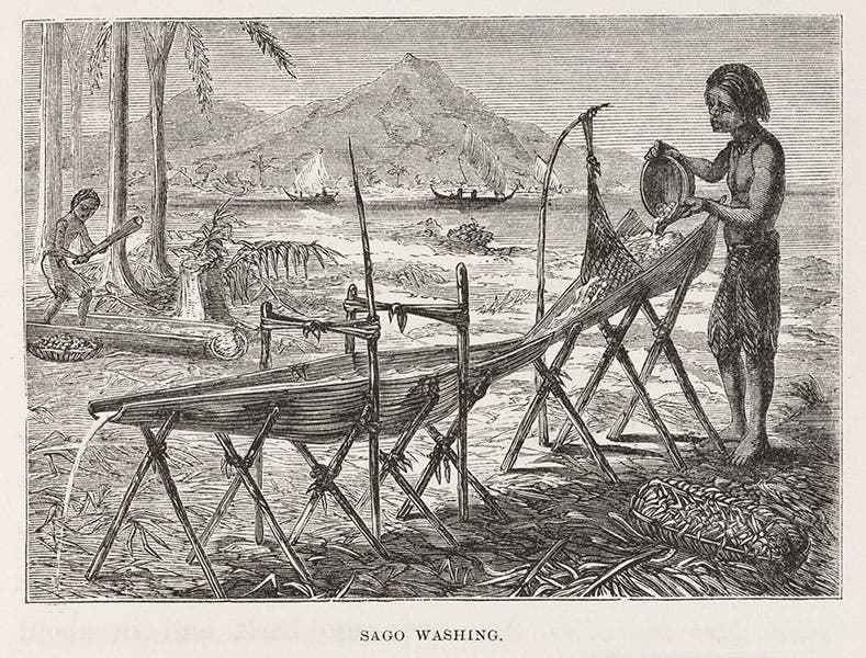 Sago washing, text wood engraving, The Malay Archipelago, by Alfred Russel Wallace, vol. 1, 1869 (Linda Hall Library)