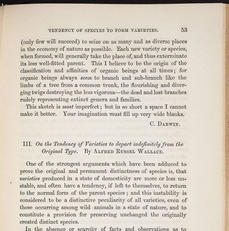 The end of Charles Darwin’s paper on varieties and species, and the beginning of the paper by Alfred Russel Wallace, Journal of the Proceedings of the Linnean Society, Zoology, vol 3, 1859 (Linda Hall Library)