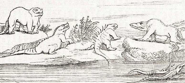 Megalosaurus on display at Crystal Palace, Sydenham Park, far right in drawing by Benjamin Waterhouse Hawkins in his article, "On visual education as applied to geology," Journal of the Society of Arts, vol. 2, p. 446, 1854 (Linda Hall Library)