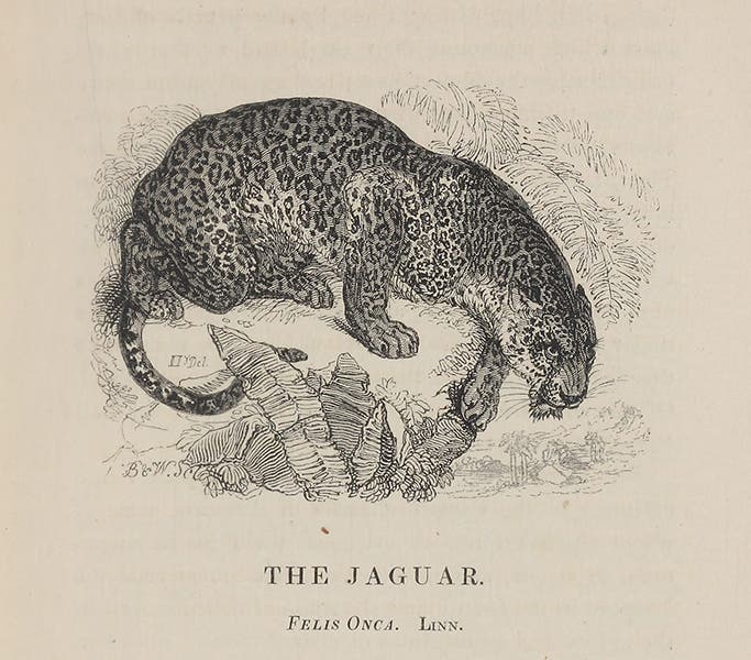 Jaguar, wood engraving by William Harvey, in Edward Bennett, The Tower Menagerie, 1829 (Linda Hall Library)