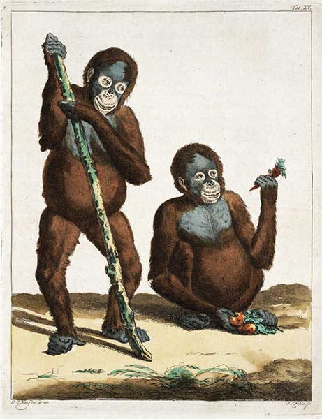 Two young orangutans, hand-colored engraving, in Arnout Vosmaer, Description d'un receuil exquis d'animaux rares, 1804 (Linda Hall Library)