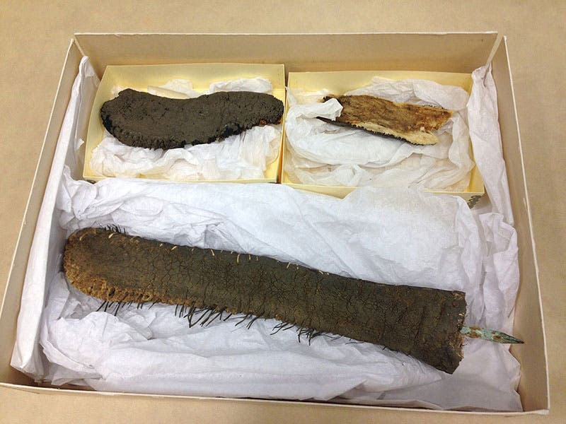 The tail of Jumbo, removed before Jumbo was destroyed by fire in 1975, and preserved in the Tufts University Archives (Wikimedia commons)