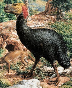 Diatryma, now Gastornis, detail of The Age of Mammals, by Rudolph Zallinger, 1967 (Yale Peabody Museum)