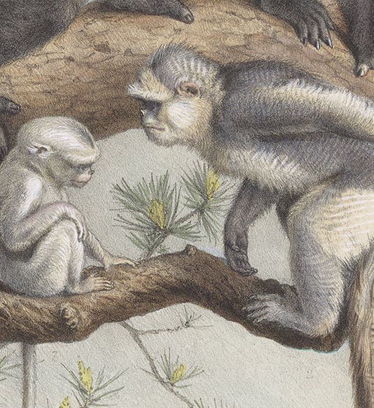 Two young black-and-white snub-nosed monkeys, detail of fourth image, a chromolithograph by Adolphe Millot, in Nouvelles Archives du Muséum d’Histoire Naturelle, ser. 3, vol. 10, plate 10, 1898 (Linda Hall Library)