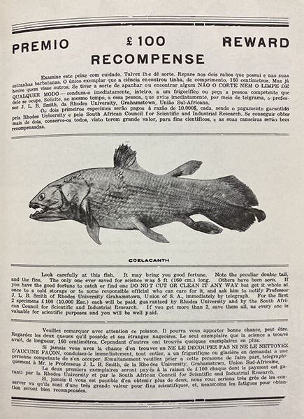 Leaflet prepared in 1952 by J.L.B. Smith, offering a reward of 100 pounds each for the first two coelacanth fish recovered and widely distributed along the east African coast, reprinted in The Search Beneath the Sea: The Story of the Coelacanth, by J.L.B. Smith, 1956 (Linda Hall Library)