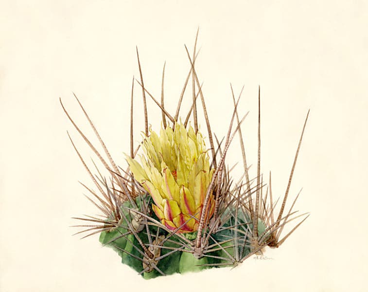 Ferocactus rectispinus, hatpin cactus, original watercolor by Mary Emily Eaton, 1911, National Museum of Natural History, Smithsonian Institution (collections.nmnh.si.edu)