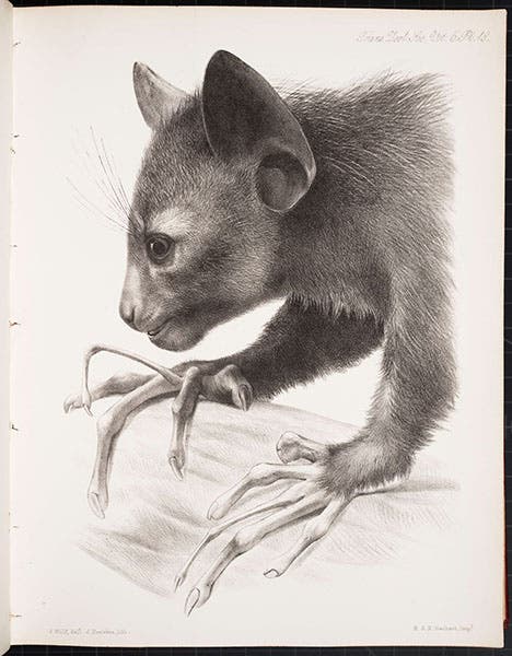 Head of aye-aye in profile, lithograph by Joseph Wolf, in “On the Aye-aye …,” by Richard Owen, Transactions of the Zoological Society of London, vol. 5, plate 18, 1866 (Linda Hall Library)