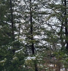 Canadian Hemlock winter