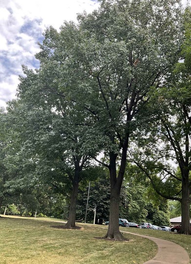 Bottom Oak summer