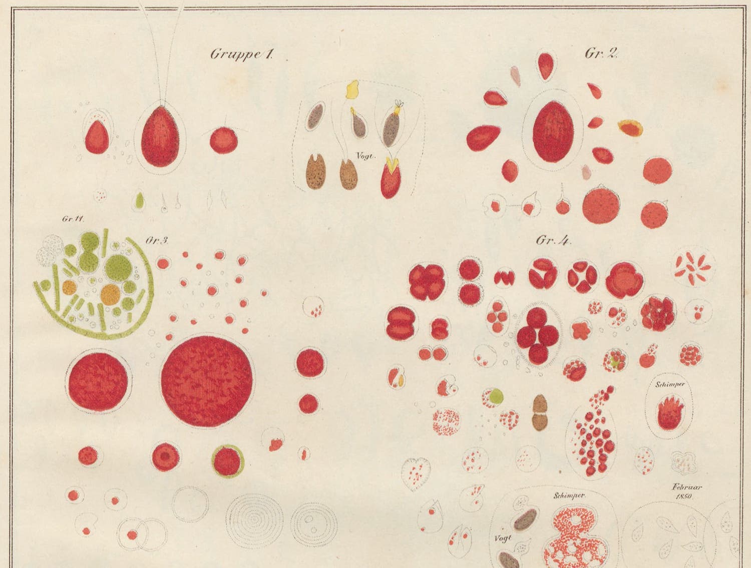 Algae extracted from “red snow,” detail of a hand-colored engraving, Zur Kenntniss kleinster Lebensformen, by Maximilian Perty, plate 13, 1852 (Linda Hall Library)
