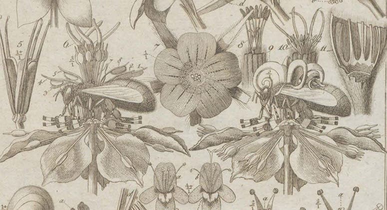 A bee receiving pollen from a flower (left), and a different bee donating pollen to that same flower (right), detail of third image, engraving based on drawings by Christian Konrad Sprengel, in his Das Entdeckte Geheimniss der Natur im Bau und in der Befruchtung der Blumen, plate 24, 1793 (Linda Hall Library)