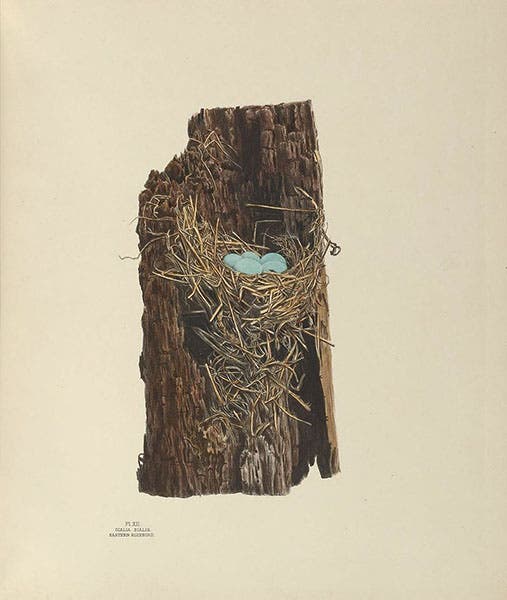 Eastern bluebird nest and eggs, drawing and lithograph by Eliza Shulze, in Illustrations of the Nests and Eggs of Birds of Ohio, 1879-86, plate 12 (Smithsonian Institution Libraries via Biodiversity Heritage Library and Wikimedia commons)