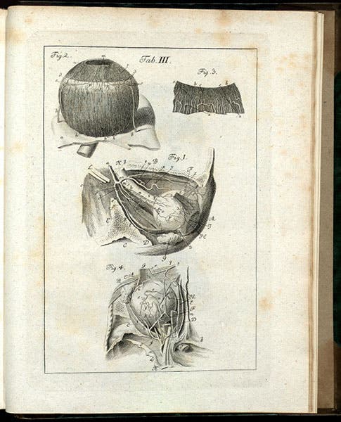 Details of a dissected human eye, engraving of drawing by Joel Paul Kaltenhofer , Gottfried Zinn, Descriptio anatomica oculi humani, plate 3, 1780, Thomas Fisher Rare Book Library, University of Toronto (anatomia.library.utoronto.ca)