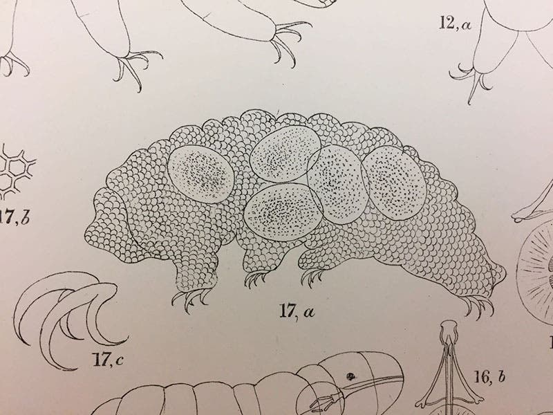 : A tardigrade captured by James Murray, detail of larger plate, in Transactions of the Royal Society of Edinburgh, vol. 41, 1905 (Linda Hall Library)