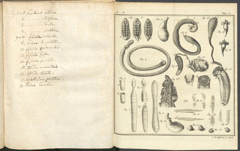 Various invertebrates and zoophytes, including liver flukes at bottom right, engraving in Spicilegia zoologica, by Peter Simon Pallas, vol. 3, fasc. 10, plate 1, 1774 (Linda Hall Library)