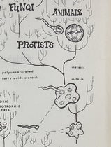 Detail of fifth image, showing how the symbiotic arrangement of single-cell (prokaryotic) organisms produced the first nucleated (eukaryotic) cells during an early evolutionary period, diagram by Laszlo Meszoly, in Origin of Eukaryotic Cells, by Lynn Margulis, 1970 (Linda Hall Library)