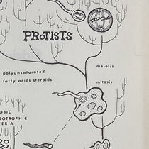 Detail of fifth image, showing how the symbiotic arrangement of single-cell (prokaryotic) organisms produced the first nucleated (eukaryotic) cells during an early evolutionary period, diagram by Laszlo Meszoly, in Origin of Eukaryotic Cells, by Lynn Margulis, 1970 (Linda Hall Library)