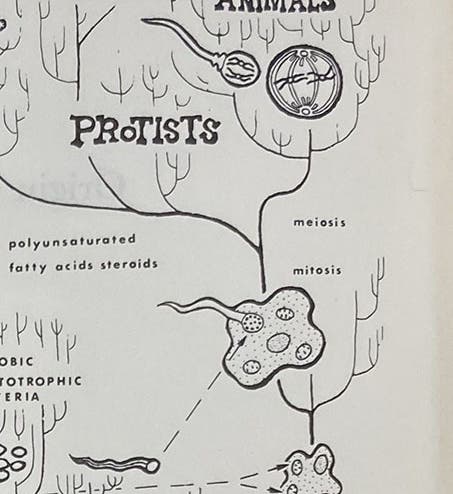 Detail of fifth image, showing how the symbiotic arrangement of single-cell (prokaryotic) organisms produced the first nucleated (eukaryotic) cells during an early evolutionary period, diagram by Laszlo Meszoly, in Origin of Eukaryotic Cells, by Lynn Margulis, 1970 (Linda Hall Library)