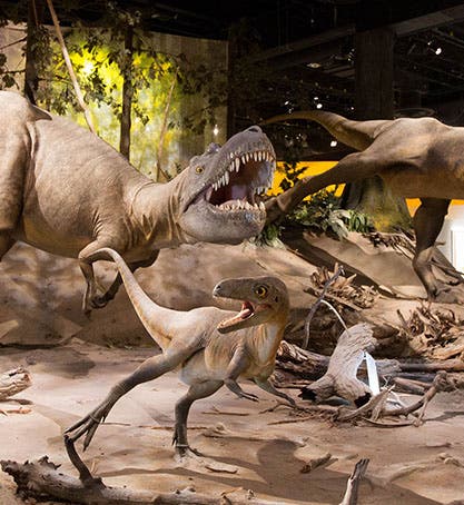 An <i>Albertosaurus</i> pack in bronze, Royal Tyrrell Museum (Wikipedia)