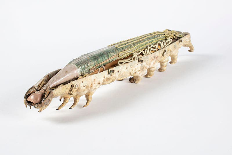 A papier-mâché model of a silkworm, with the top half removed (Museum of Applied Arts and Sciences, Sydney, Australia)