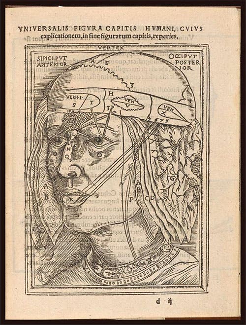 Cranial membranes peeled back to show skull sutures, superimposed on a medieval woodcut of the ventricles of the brain, woodcut in Johann Dryander, Anatomiae, hoc est, corporis humani dissectionis pars prior, 1537, University of Michigan Libraries (exhibitions.kelsey.lsa.umich.edu)