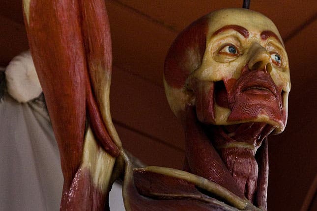 Wax anatomical model by Clemente Susini, ca 1785, detail (Josephinum, Medical University of Vienna)