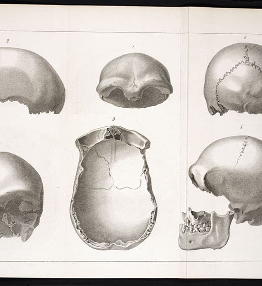 Various views of the skullcap of Neanderthal 1, found 1856, engraved plate in Hermann Schaaffhausen, “Zur Kenntniss der ältesten Rassenschädel,” <i>Archiv fur Anatomie, Physiologie und Wissenschaftliche Medicin</i>, vol. 25, 1858 (Linda Hall Library)