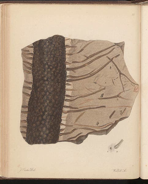 “Ficoid sigmaria,” a fossil trunk with roots, from a Yorkshire colliery, engraving in A Pictorial Atlas of Fossil Remains, by Gideon Mantell, plate 21, 1850 (Linda Hall Library)