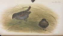 Locust finches (Paludipasser locustella), inhabitants of the Congo, hand-colored lithograph by Henrik Grønvold, Ibis, ser. 9, vol. 4, plate 3 (Linda Hall Library)