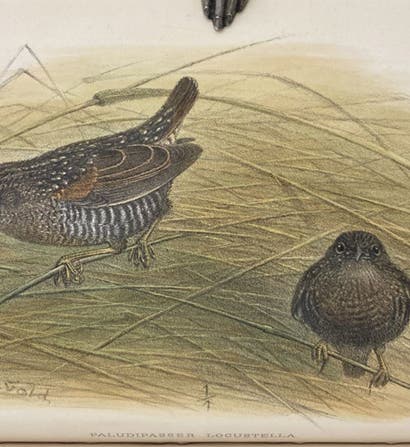 Locust finches (Paludipasser locustella), inhabitants of the Congo, hand-colored lithograph by Henrik Grønvold, Ibis, ser. 9, vol. 4, plate 3 (Linda Hall Library)