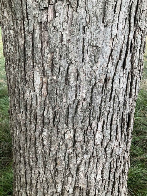 Chestnut Oak bark