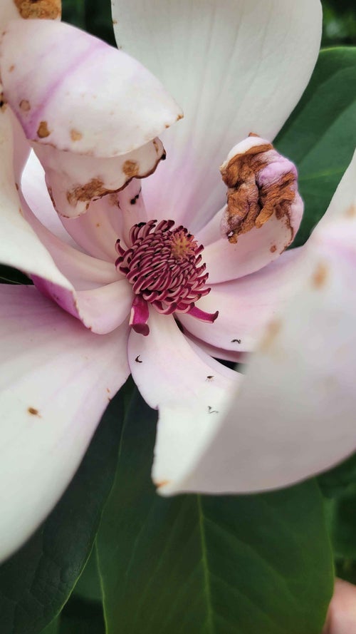 Betty Magnolia flower 6