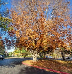 American Beech fall