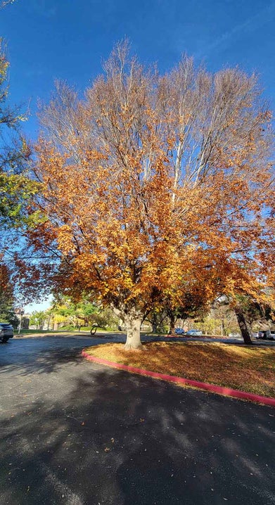 American Beech fall