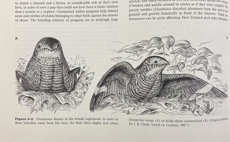 Distraction display of the female nighthawk, pen or pencil drawing by J. B. Clark, in Sociobiology: A New Synthesis, by E. O. Wilson, p. 122, Harvard University Press, 1975 (author’s copy)