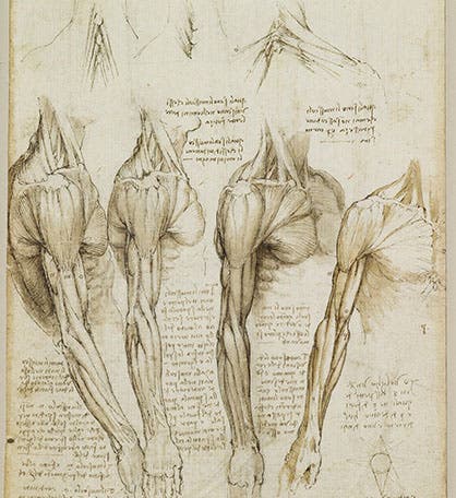 Four studies of the muscles of the shoulder and arm; black chalk, pen and ink, wash on paper; by Leonardo da Vinci, ca 1510-11, no 919008, Royal Library at Windsor.