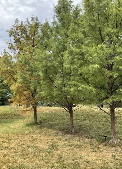 Pond Cypress summer