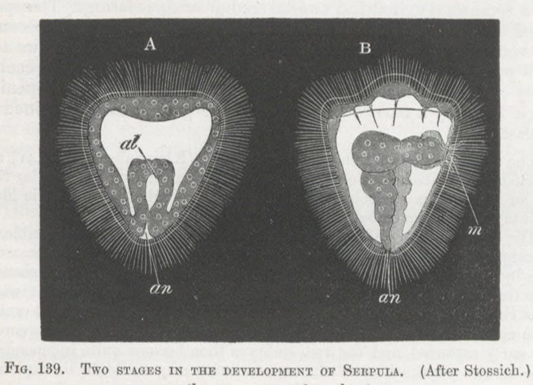 Two stages in the development of Serpula, a plumed tubeworm, wood-engraving, in Francis M. Balfour, A Treatise on Comparative Embryology, vol. 1, 1880 (Linda Hall Library)