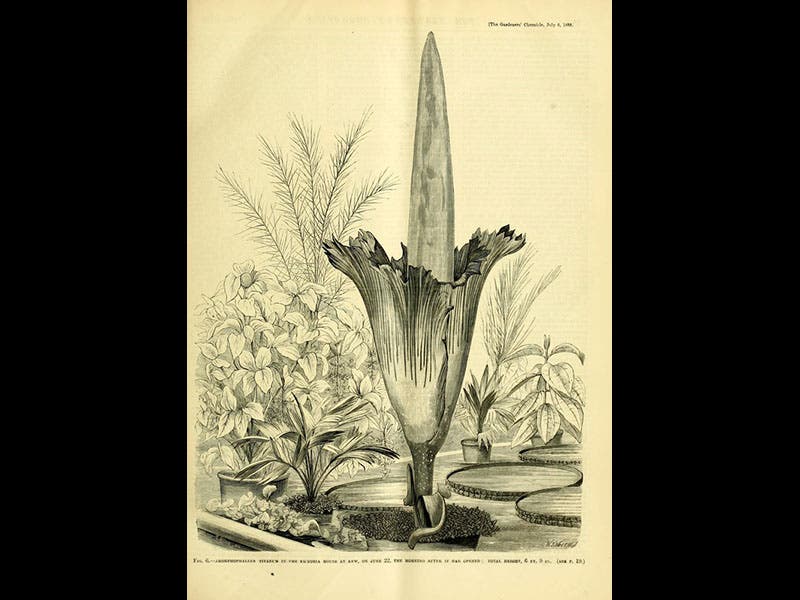 Gardeners’ Chronicle (1889), UMass Amherst Libraries