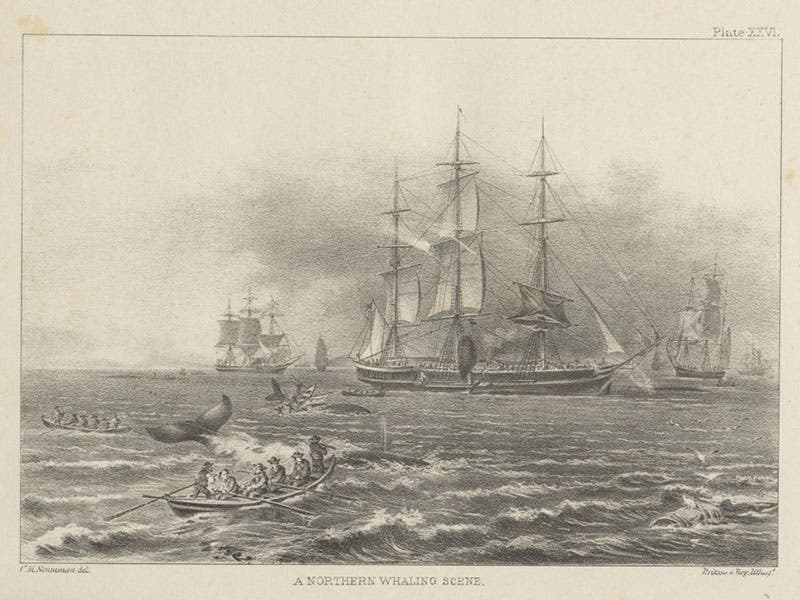 Northern whaling scene, lithograph from drawing by Charles Scammon, in his Marine Mammals, 1874 (Linda Hall Library)