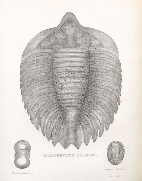 Arctinurus boltoni, a Silurian trilobite, lithograph in The Geology of New York, Pt. IV: Survey of the Fourth Geological District, by James Hall, 1843 (Linda Hall Library)