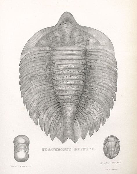 Arctinurus boltoni, a Silurian trilobite, lithograph in The Geology of New York, Pt. IV:  Survey of the Fourth Geological District, by James Hall, 1843 (Linda Hall Library)