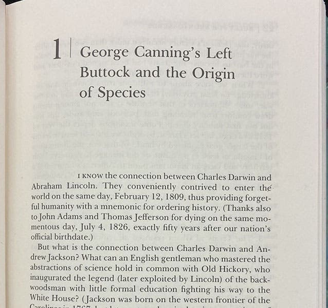 Opening of chapter, “George Canning’s left buttock and the Origin of Species,” by Stephen Jay Gould, in his Bully for Brontosaurus: Reflections in Natural History, 1990 (author’s copy)